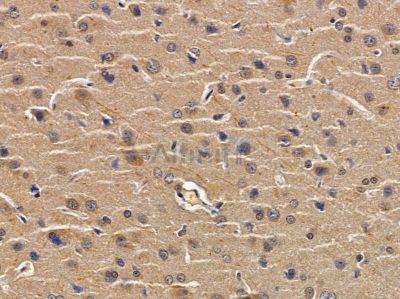 OR4F4 Antibody - DF5093 at 1/100 staining rat brain tissue by IHC-P.