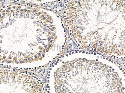 OR9A2 Antibody - DF5132 at 1/100 staining rat testis tissue by IHC-P.