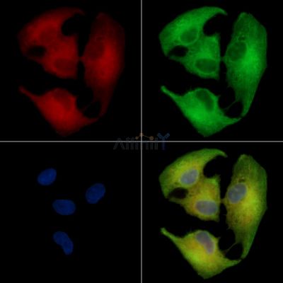 OR5A1 Antibody - DF5203 staining A549 cells by IF/ICC.