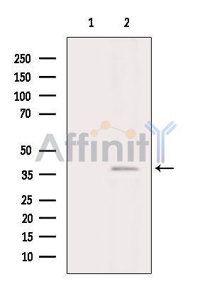 CFHR1 Antibody - Western blot analysis of extracts from Mouse brain, using CFHR1 Antibody.