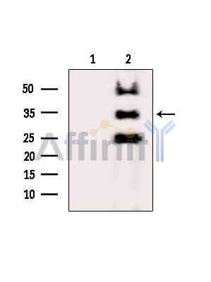 AZGP1 Antibody - Western blot analysis of extracts from HepG2 cells(heat-shock treatment), using AZGP1 Antibody.