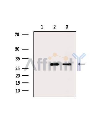 PSMF1 Antibody - Western blot analysis of extracts from various samples, using PSMF1 Antibody.