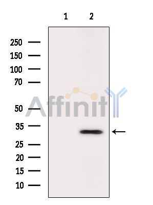 SIX2 Antibody - Western blot analysis of extracts from HepG2 cells(heat-shock treatment), using SIX2 Antibody.