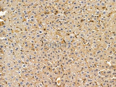 CYTH3 Antibody - DF7653 at 1/100 staining mouse liver tissue by IHC-P.