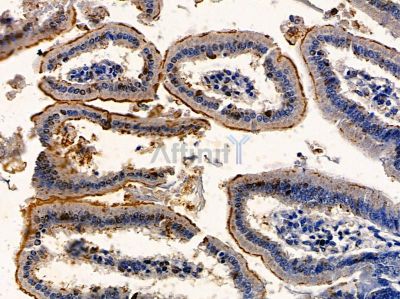 Aquaporin 7 Antibody - DF7717 at 1/100 staining mouse colorectal tissue by IHC-P.
