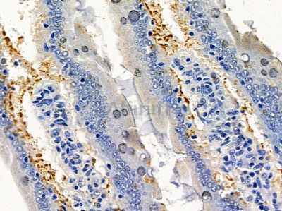 Aquaporin 7 Antibody - DF7717 at 1/100 staining rat colorectal tissue by IHC-P.