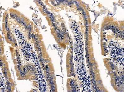 PON3 Antibody - DF8108 at 1/100 staining rat colorectal tissue by IHC-P.