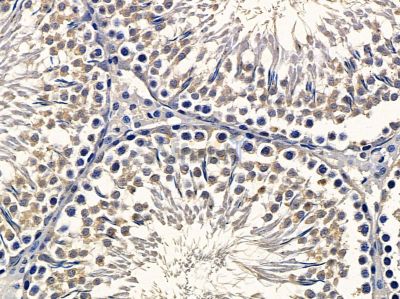 KIFAP3 Antibody - DF8293 at 1/100 staining rat testis tissue by IHC-P.