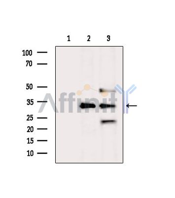 PITX3 Antibody - Western blot analysis of extracts from various samples, using PITX3 Antibody.