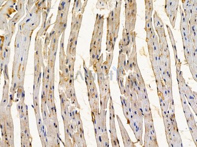IGFBP6 Antibody - DF8959 at 1/100 staining mouse heart tissue by IHC-P.