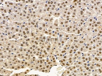 MAGEA4 Antibody - DF9014 at 1/100 staining rat liver tissue by IHC-P.