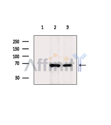 MOT9 Antibody - Western blot analysis of extracts from various samples, using MOT9 Antibody.