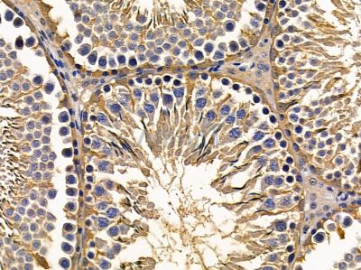 USP6 Antibody - DF9995 at 1/100 staining rat testis tissue by IHC-P.