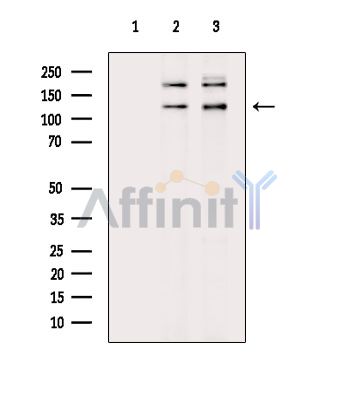 Phospho-ASPP2 (Ser698) Antibody - Western blot analysis of extracts from various samples, using Phospho-ASPP2 (Ser698) Antibody.
