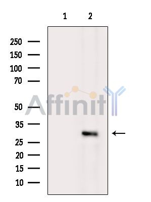TPD52 Antibody - Western blot analysis of extracts from K562 cells(heat-shock treatment), using TPD52 Antibody.