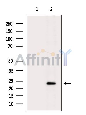 PGRPS Antibody - Western blot analysis of extracts from K562 cells(heat-shock treatment), using PGRPS Antibody.