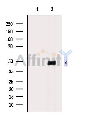 ZNF232 Antibody - Western blot analysis of extracts from Mouse liver, using ZNF232 Antibody.