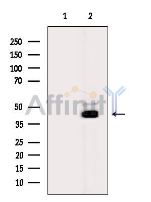 AS3MT Antibody - Western blot analysis of extracts from Rat lung, using AS3MT Antibody.