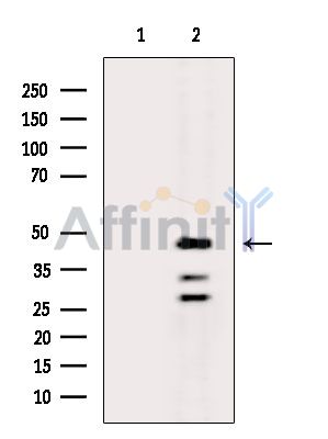 BBOX1 Antibody - Western blot analysis of extracts from Mouse liver, using BBOX1 Antibody.