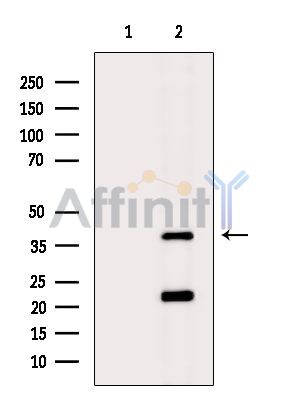 SRRD Antibody - Western blot analysis of extracts from K562 cells(heat-shock treatment), using SRRD Antibody.