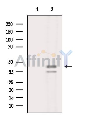 NCF1C Antibody - Western blot analysis of extracts from MCF7 cells(serum starvation treatment), using NCF1C Antibody.