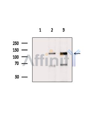 LRRCC1 Antibody - Western blot analysis of extracts from various samples, using LRRCC1 Antibody.
