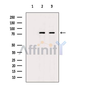 TTC30A Antibody - Western blot analysis of extracts from various samples, using TTC30A Antibody.