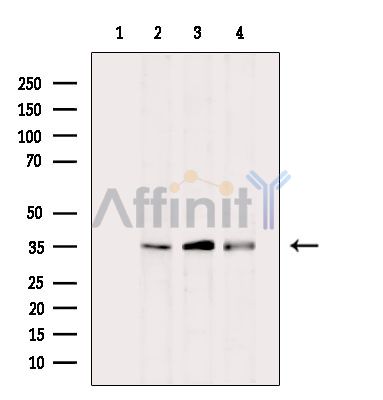 MRP Antibody - Western blot analysis of extracts from various samples, using MRP Antibody.