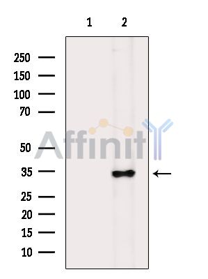 Fas Ligand Antibody - Western blot analysis of extracts from Rat spleen, using Fas Ligand Antibody.