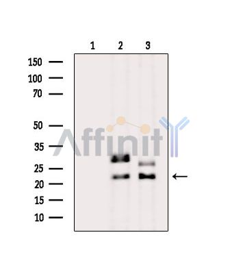 BRP44 Antibody - Western blot analysis of extracts from various samples, using BRP44 Antibody.