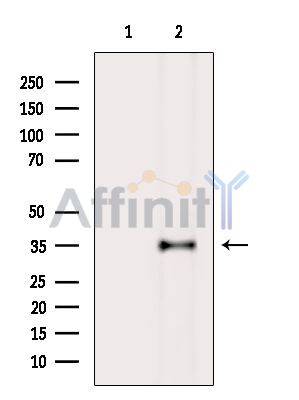 SLC35B1 Antibody - Western blot analysis of extracts from K562 cells(Lps treatment), using SLC35B1 Antibody.