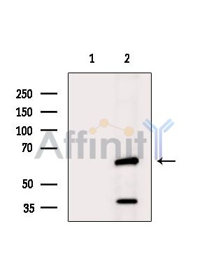 PPM1G Antibody - Western blot analysis of extracts from K562 cells(Lps treatment), using PPM1G Antibody.