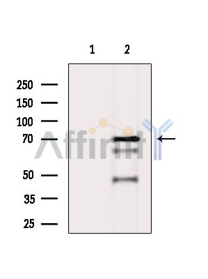 WDR76 Antibody - Western blot analysis of extracts from K562 cells(Lps treatment), using WDR76 Antibody.