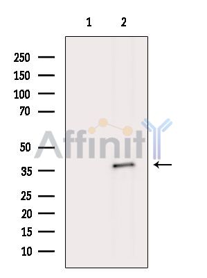 EMB Antibody - Western blot analysis of extracts from MCF7 cells(heat-shock treatment), using EMB Antibody.