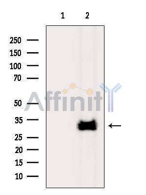 CLDND1 Antibody - Western blot analysis of extracts from Mouse liver, using CLDND1 Antibody.