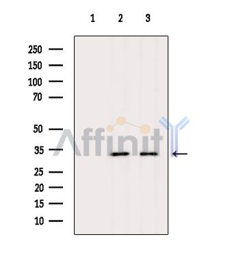 SLC25A42 Antibody - Western blot analysis of extracts from various samples, using SLC25A42 Antibody.