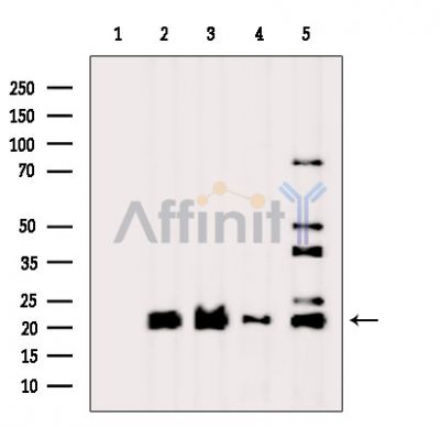 FAM122B Antibody - Western blot analysis of extracts from various samples, using FAM122B Antibody.