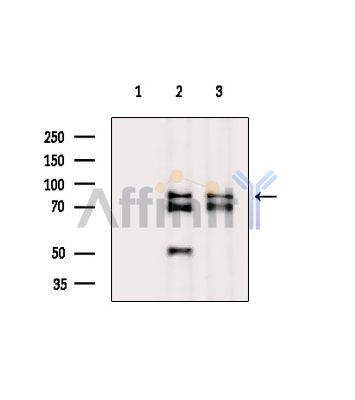 FAM111B Antibody - Western blot analysis of extracts from various samples, using FAM111B Antibody.