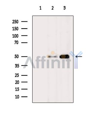 Phospho-p53 (Ser392) Antibody - Western blot analysis of extracts from various samples, using Phospho-p53 (Ser392) Antibody.