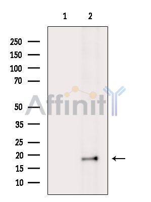 PSPN Antibody - Western blot analysis of extracts from K562 cells(heat-shock treatment), using PSPN Antibody.