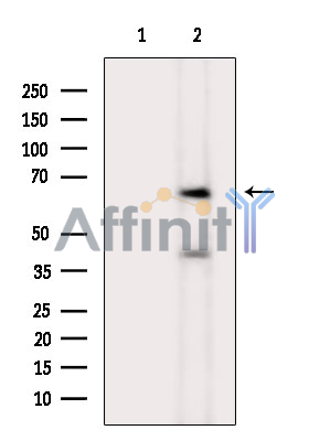CDR1 Antibody - Western blot analysis of extracts from mouse kidney, using CDR1 Antibody.