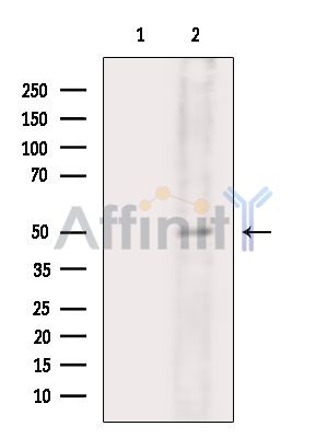 Aurora A Mouse Monoclonal Antibody - Western blot analysis of extracts from 3T3-L1 cells, using Aurora A Mouse Monoclonal Antibody.
