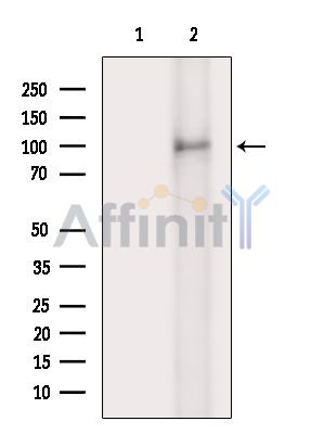 PACS1 Antibody - Western blot analysis of extracts from Rat brain, using PACS1 Antibody.