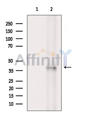 CCNO Antibody - Western blot analysis of extracts from Rat brain, using CCNO Antibody.