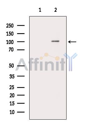 FMNL2 Antibody - Western blot analysis of extracts from COLO205 cells(heat-shock treatment), using FMNL2 Antibody.