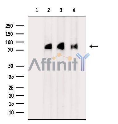 XPR1 Antibody - Western blot analysis of extracts from various samples, using XPR1 Antibody.