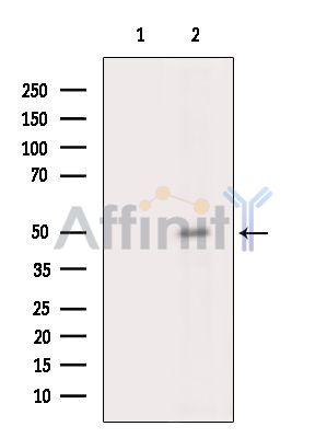 TOM1L1 Antibody - Western blot analysis of extracts from Mouse testis, using TOM1L1 Antibody.