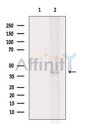RMND5B Antibody - Western blot analysis of extracts from Mouse testis, using RMND5B Antibody.