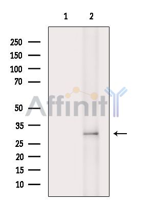 NIPSNAP3B Antibody - Western blot analysis of extracts from Rat brain, using NIPSNAP3B Antibody.