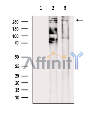 MIBP1 Antibody - Western blot analysis of extracts from various samples, using MIBP1 Antibody.